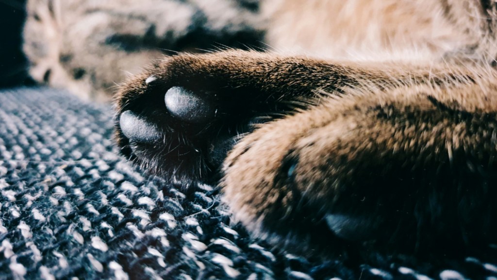 Das Glück kommt auf&nbsp;Samtpfötchen